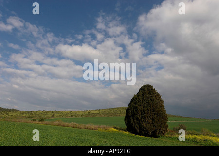 Israel-Zypresse Cupressus Sempervirens in Menashe Höhen Stockfoto