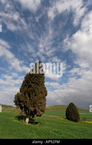 Israel-Zypresse Cupressus Sempervirens in Menashe Höhen Stockfoto