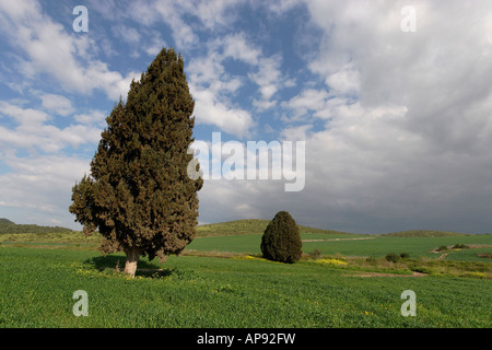 Israel-Zypresse Cupressus Sempervirens in Menashe Höhen Stockfoto