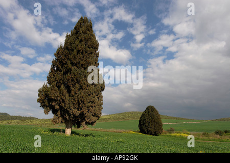 Israel-Zypresse Cupressus Sempervirens in Menashe Höhen Stockfoto