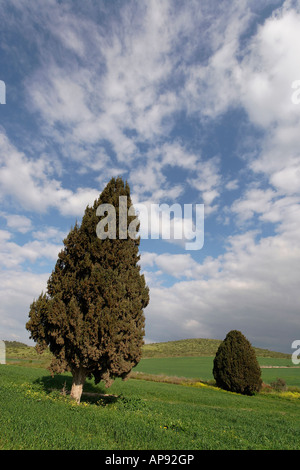 Israel-Zypresse Cupressus Sempervirens in Menashe Höhen Stockfoto