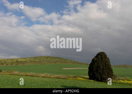 Israel-Zypresse Cupressus Sempervirens in Menashe Höhen Stockfoto
