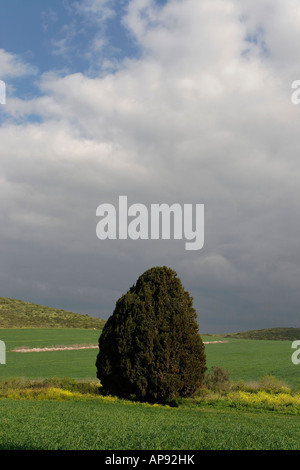 Israel-Zypresse Cupressus Sempervirens in Menashe Höhen Stockfoto