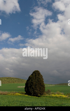 Israel-Zypresse Cupressus Sempervirens in Menashe Höhen Stockfoto