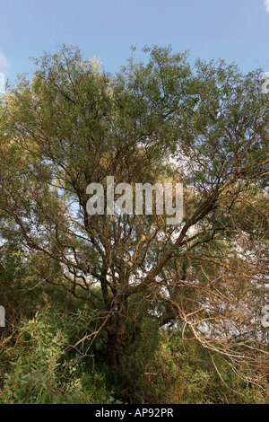 Israel Coastal Plain Euphrate Pappel Bäume Populus Euphratica in Nitzanim Stockfoto