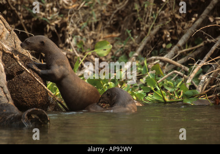 Riesiger Otter / riesiger Flussotter (Pteronura brasiliensis), der auf einen Baumstamm im Fluss klettert, Nationalpark Noel Kempff Mercado, Bolivien Stockfoto