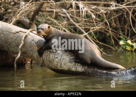 Riesenotter / Riesenotter (Pteronura brasiliensis) auf Baumstamm im Fluss, Nationalpark Noel Kempff Mercado, Bolivien Stockfoto