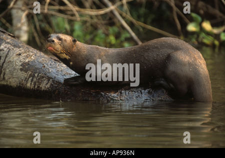 Riesenotter / Riesenotter (Pteronura brasiliensis) auf Baumstamm im Fluss, Nationalpark Noel Kempff Mercado, Bolivien Stockfoto