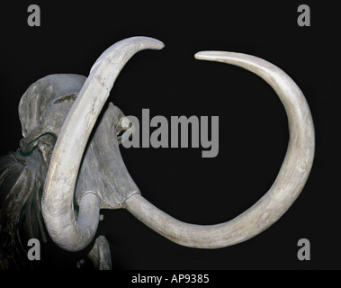 Wolliges Mammut, Fossilien Stockfoto