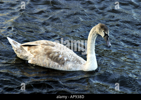 Ein junger Schwan auf einem ruhigen See in Tipperary Ireland Stockfoto