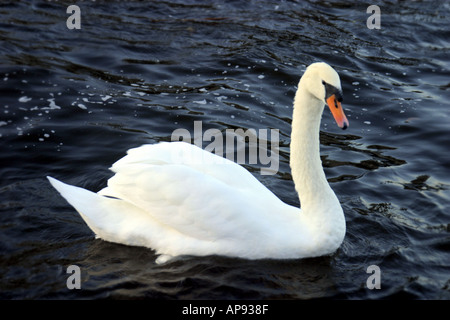 Schwan auf einem ruhigen See in Tipperary Ireland Stockfoto