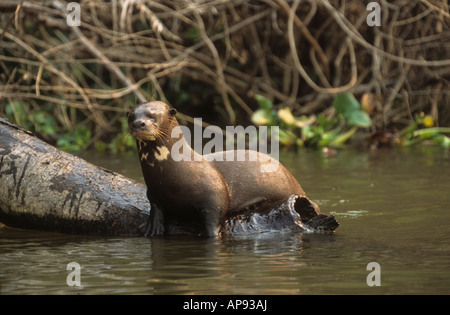 Riesenotter / Riesenotter (Pteronura brasiliensis) auf Baumstamm im Fluss, Nationalpark Noel Kempff Mercado, Bolivien Stockfoto