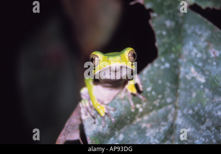 Weiß gesäumter Baumfrosch ( Phyllomedusa camba ), Madidi-Nationalpark, Bolivien Stockfoto
