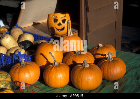 Geschnitzte Kürbisse im New Forest an Halloween Stockfoto