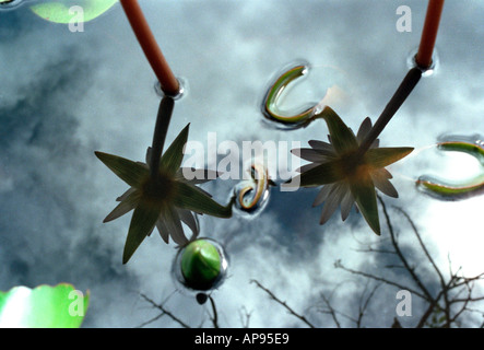 Lotus Blume Reflexionen Stockfoto