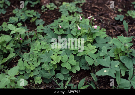 Oxalis in Kenia enge rosa Blume Pflanze Stockfoto
