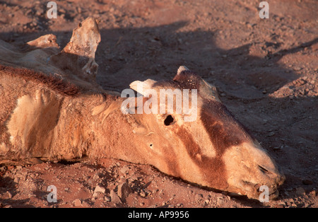 Tote Antilope Closeup Hidden Vlei Sesriem Namib Naukluft Park Namibia 2000 Stockfoto