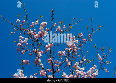 Kirschbäumen in voller Blüte Stockfoto