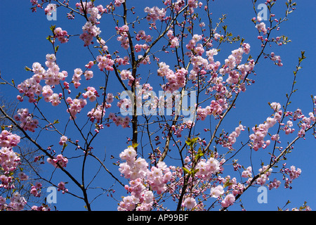 Kirschbäumen in voller Blüte Stockfoto