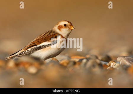 Snow Bunting Plectrophenax Nivalis Norfolk winter Stockfoto