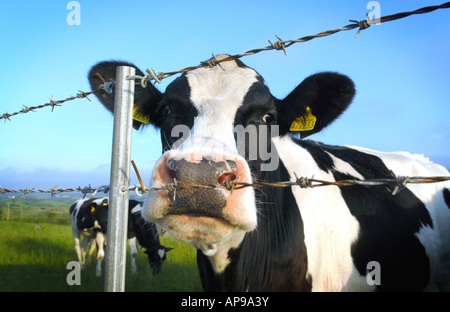 EINE SCHWARZ-WEIß-MILCHKUH HINTER EINEM STACHELDRAHTZAUN RE MILCH TIERHALTUNGSBETRIEBE LANDWIRTSCHAFT TIERSCHUTZ FOOD PRODUKTION UK Stockfoto