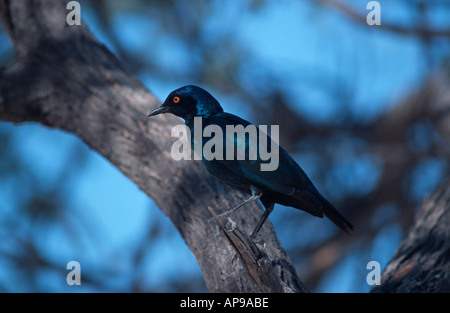 Kap-glänzend Starling (Glanzstare Nitens) Okaukuejo Campingplatz Etosha Nationalpark Namibia 2000 Stockfoto