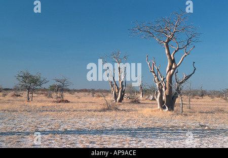 Moringa-Bäume (Moringa Ovalifolia) Ghost Tree oder Haunted Forest Etosha Nationalpark Namibia 2000 Stockfoto