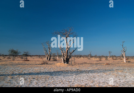 Moringa-Bäume (Moringa Ovalifolia) Ghost Tree oder Haunted Forest Etosha Nationalpark Namibia 2000 Stockfoto