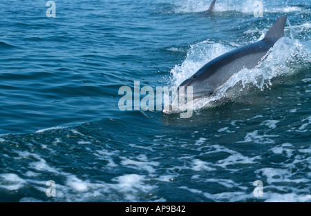 Der Große Tümmler (Tursiops Truncatus) Walvis Bay, Namibia 2000 springen Stockfoto