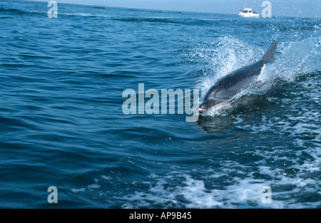 Der Große Tümmler (Tursiops Truncatus) und Ausflugsschiff Walvis Bay Namibia 2000 springen Stockfoto