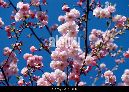 Kirschbäumen in voller Blüte Stockfoto