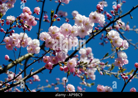 Kirschbäumen in voller Blüte Stockfoto