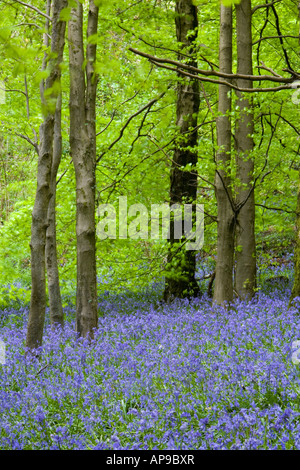 Buchenholz mit hellgrünen neuen Laub in einem Holz mit Blautönen Teppich, keine Menschen Stockfoto