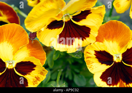 Gelbe Stiefmütterchen Stockfoto