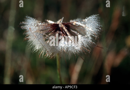 Löwenzahn mit Tautropfen See Tutira Nordinsel Neuseeland Stockfoto