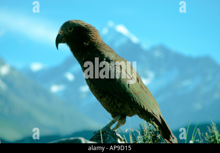 Kea Vogel gegen Mount Cook Neuseeland Südinsel Stockfoto