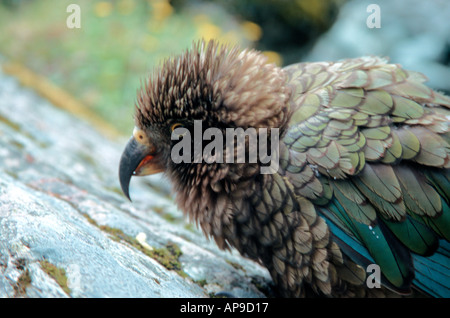 Juvenile Kea Neuseeland Südinsel Stockfoto