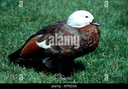 Weibliche Brandgans Paradies Neuseeland Stockfoto