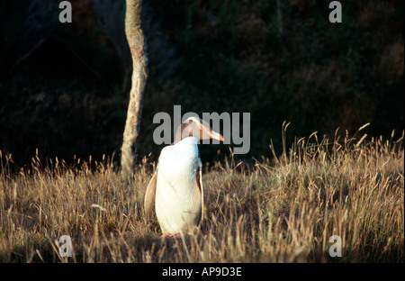 Yellow eyed zweiten seltensten Pinguin Pinguin der Welt-Neuseeland Stockfoto