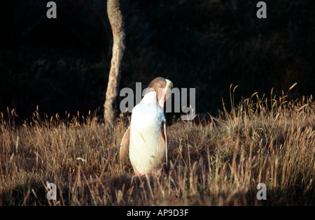 Yellow eyed zweiten seltensten Pinguin Pinguin der Welt Otago Neuseeland Südinsel Stockfoto