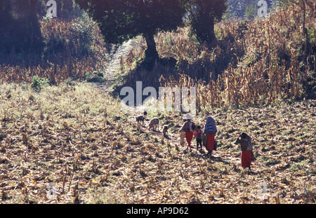 Ixil Maya-Frauen und Kinder aus Chajul Kreuz Maisfeldern zur Erreichung ihrer abgelegenen Dorf El Quiche Hochland von Guatemala Stockfoto