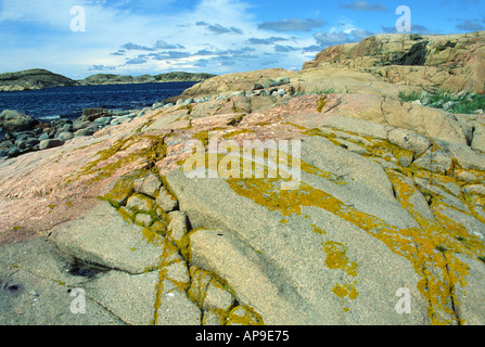 Gelbe Flechten wächst auf rosa Granit auf einer kleinen Insel an der Westküste von Schweden Stockfoto