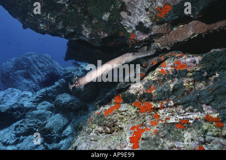 Trumpetfish versteckt unter Steinen Stockfoto