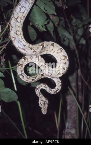 Amazon Tree Boa (Corallus Hortulanus) hängen von Baum wartet auf Beute, Madidi Nationalpark, Bolivien Stockfoto