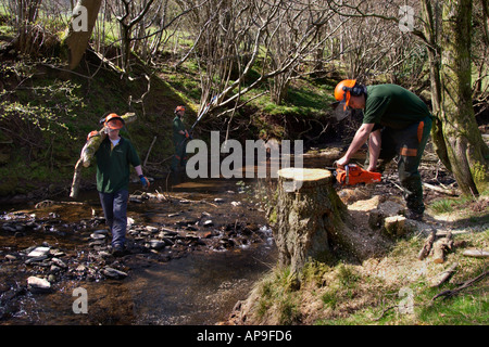 Erhaltung Arbeit verbesserten Fluss Lebensraum auf Olchon Bach in der Nähe von Longtown Herefordshire England UK Stockfoto