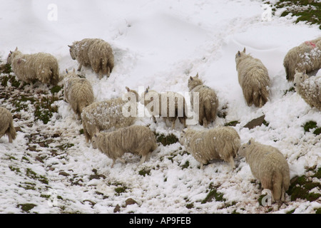 Herde von Schafen Futter für Nahrung im Winter auf tief verschneiten Hügel im Brecon Beacons National Park bei Storey Arme Powys Wales UK Stockfoto