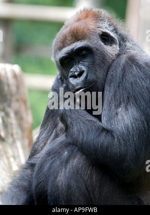 Flachlandgorilla (Gorilla Gorilla Gorilla) Stockfoto