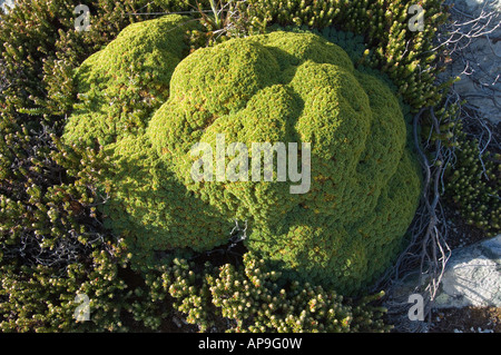 Balsam Moor Bolax Gummifera und Diddle Dee Empetrum Rubrum wachsen auf Quarzit Felsen Ordnance Punkt Gypsy Cove Stanley Stockfoto