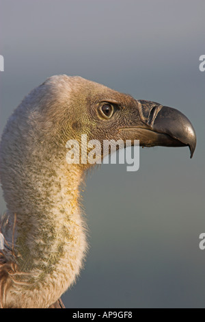 Griffon Vulture abgeschottet Fulvus Kopf- und Halskrebs gefangen UK Herbst Stockfoto