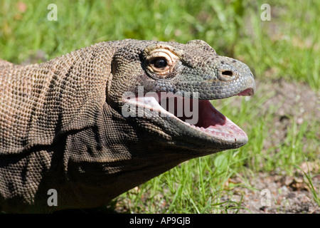 Die Komodo-Warane sind die größten Echsen der Welt Stockfoto
